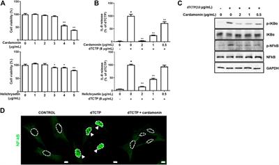 Allergic Inflammation Caused by Dimerized Translationally Controlled Tumor Protein is Attenuated by Cardamonin